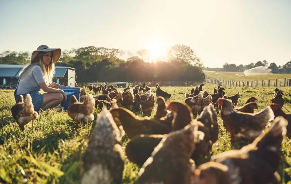 australian farm-raised free range chicken