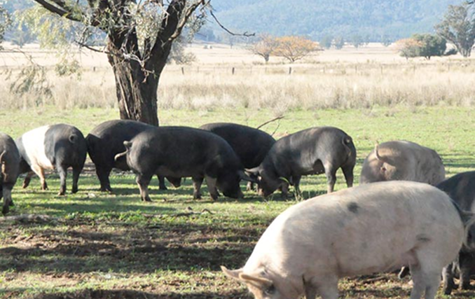 australian farm-raised free range pork