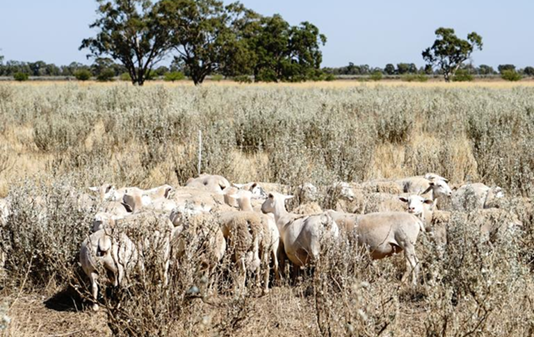 australian pasture raised saltbush lamb
